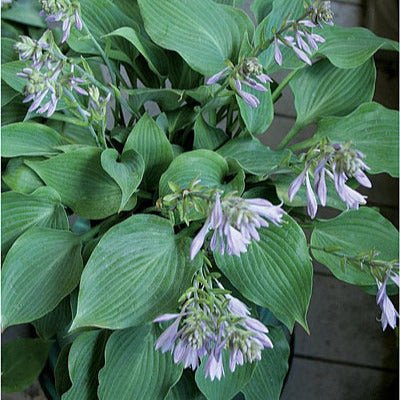 Twirltini (8"x20") - Hosta Choice Gardens - Becancour, QC