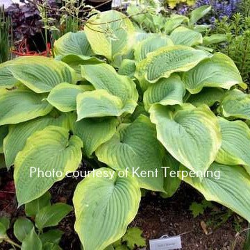 Tyler's Treasure (18"x49") - Hosta Choice Gardens - Becancour, QC