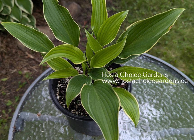 Unexpected Pleasure O/S (18"x54") - Hosta Choice Gardens - Becancour, QC