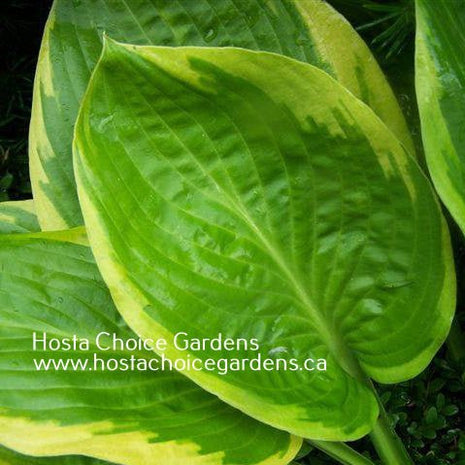 Uprising (19"x30") - Hosta Choice Gardens - Becancour, QC