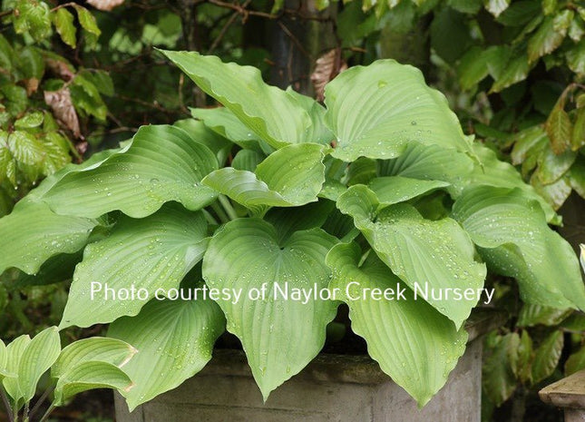 Valley's Cathedral O/S (35"x28") - Hosta Choice Gardens - Becancour, QC