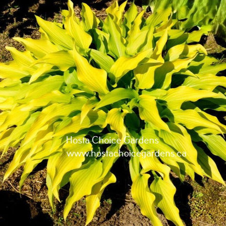 Valley's Chute the Chute (8"x15") - Hosta Choice Gardens - Becancour, QC