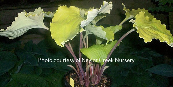 Valley's Lemon Squash (14"x22") - Hosta Choice Gardens - Becancour, QC