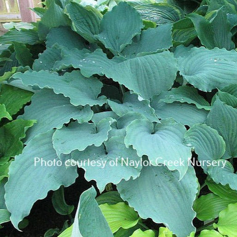 Valley's Love Buzz (26"x31") - Hosta Choice Gardens - Becancour, QC