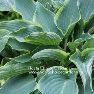 Valley's Paparazzi (16"x28") - Hosta Choice Gardens - Becancour, QC