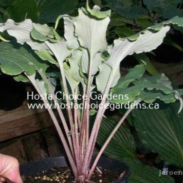 Valley's Ruffle Shuffle (11"H) - Hosta Choice Gardens - Becancour, QC