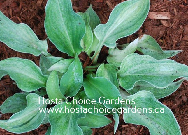 Vermont Frost (13"H) - Hosta Choice Gardens - Becancour, QC