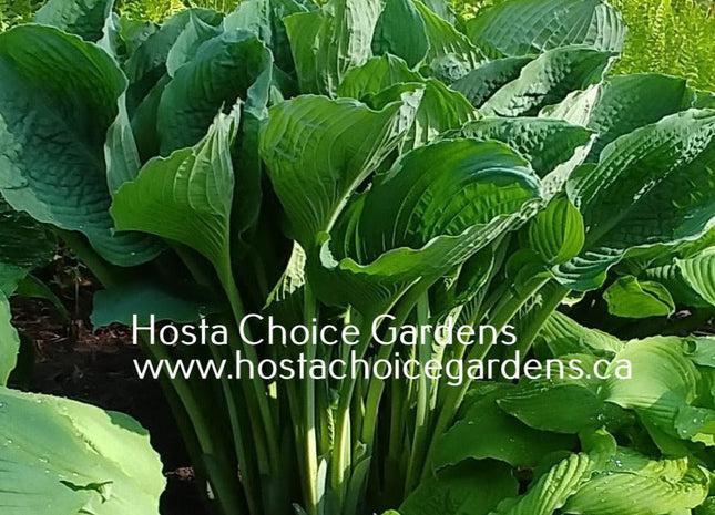 Viking Ship (33"x72) - Hosta Choice Gardens - Becancour, QC