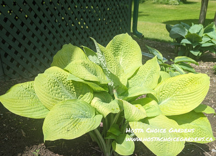 Viking Treasure (28"x72") Hosta Choice Gardens Introduction - Hosta Choice Gardens - Becancour, QC