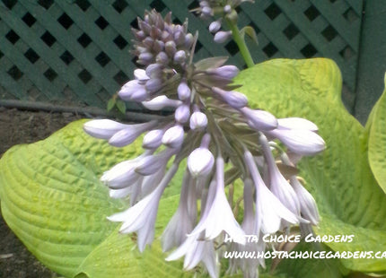 Viking Treasure (28"x72") Hosta Choice Gardens Introduction - Hosta Choice Gardens - Becancour, QC