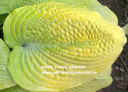 Viking Treasure (28"x72") Hosta Choice Gardens Introduction - Hosta Choice Gardens - Becancour, QC