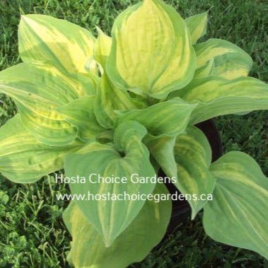 Vivacious (16"x38") - Hosta Choice Gardens - Becancour, QC