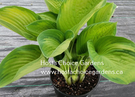 Wendy O/S (27" x39") Hosta Choice Gardens Introduction - Hosta Choice Gardens - Becancour, QC