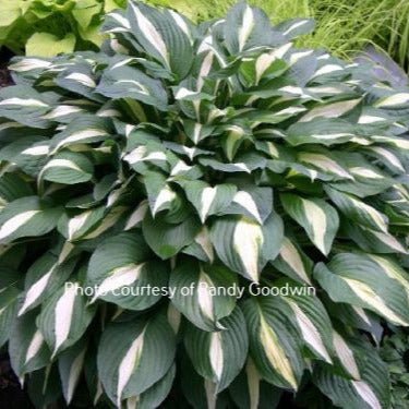 White Bikini (21"x55") - Hosta Choice Gardens - Becancour, QC