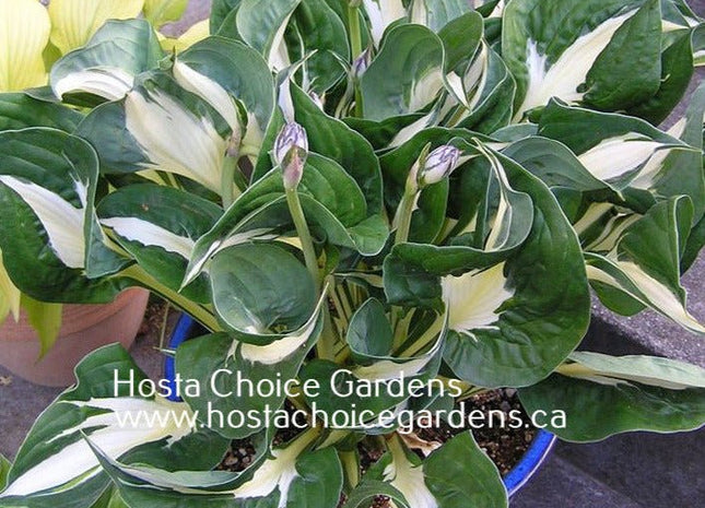 Woop Woop (15"H) - Hosta Choice Gardens - Becancour, QC