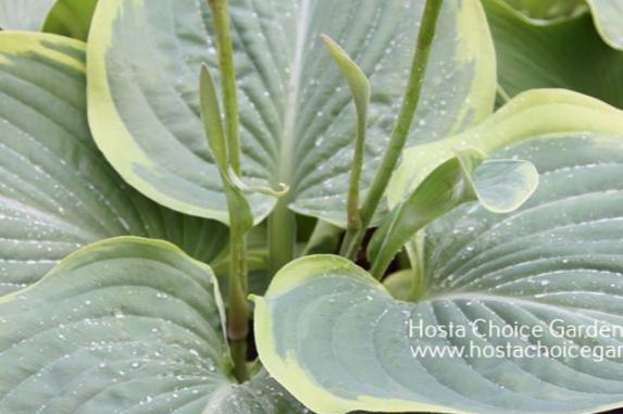 Wunderbar (39"x91") - Hosta Choice Gardens - Becancour, QC