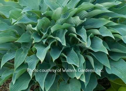 Yankee Blue (20"x50") - Hosta Choice Gardens - Becancour, QC