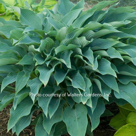 Yankee Blue (20"x50") - Hosta Choice Gardens - Becancour, QC