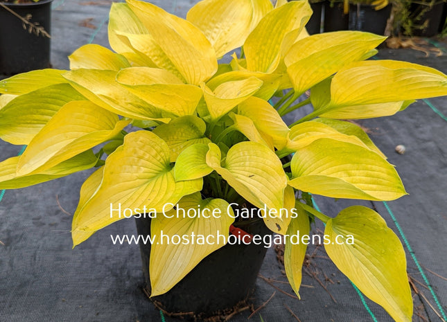 Yellow Fever O/S (13"x24") - Hosta Choice Gardens - Becancour, QC