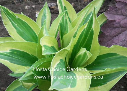 Yellow Polka Dot Bikini (12"x24") - Hosta Choice Gardens - Becancour, QC