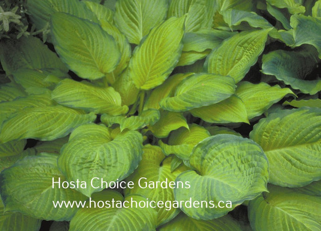 Yesterday's Memories (21"x46") - Hosta Choice Gardens - Becancour, QC