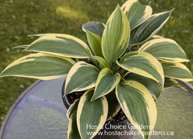 Yin (12"x26") - Hosta Choice Gardens - Becancour, QC