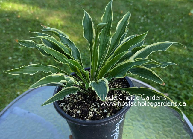 Yippee (9"x13") - Hosta Choice Gardens - Becancour, QC