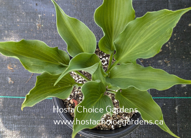 Yoshi O/S (17"x35") - Hosta Choice Gardens - Becancour, QC